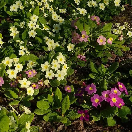 La Baudonniere 別荘 *