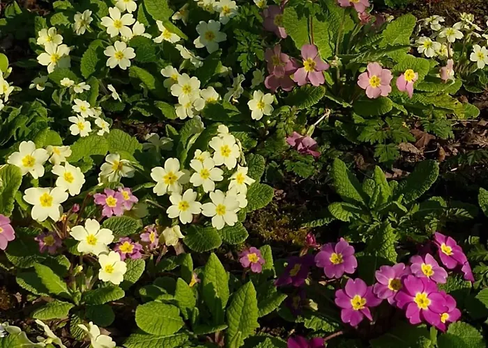 La Baudonniere 別荘 *